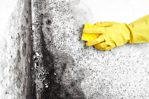 Reliable Columbus, NM Mold Removal Solutions