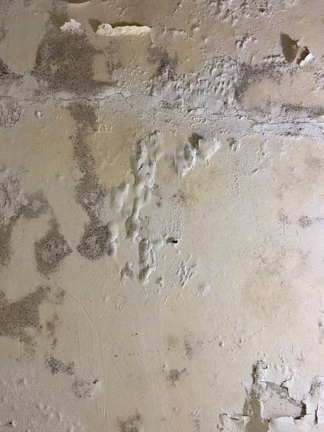 Best Attic Mold Removal  in Columbus, NM