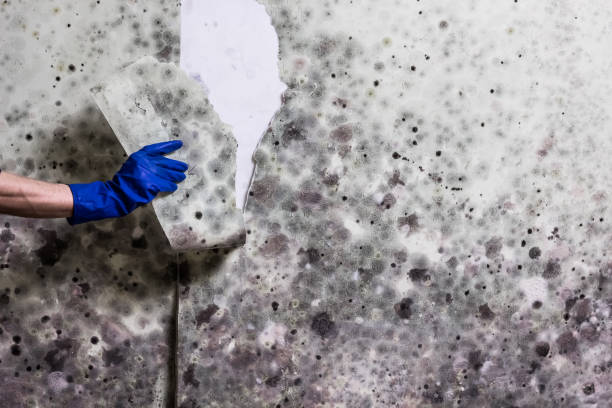Best Fast Mold Removal  in Columbus, NM