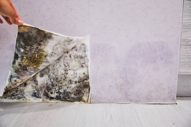 Best Professional Mold Removal  in Columbus, NM